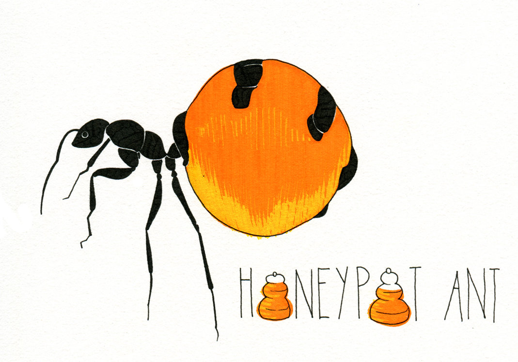 honeypot ant by deviant art user 365animals