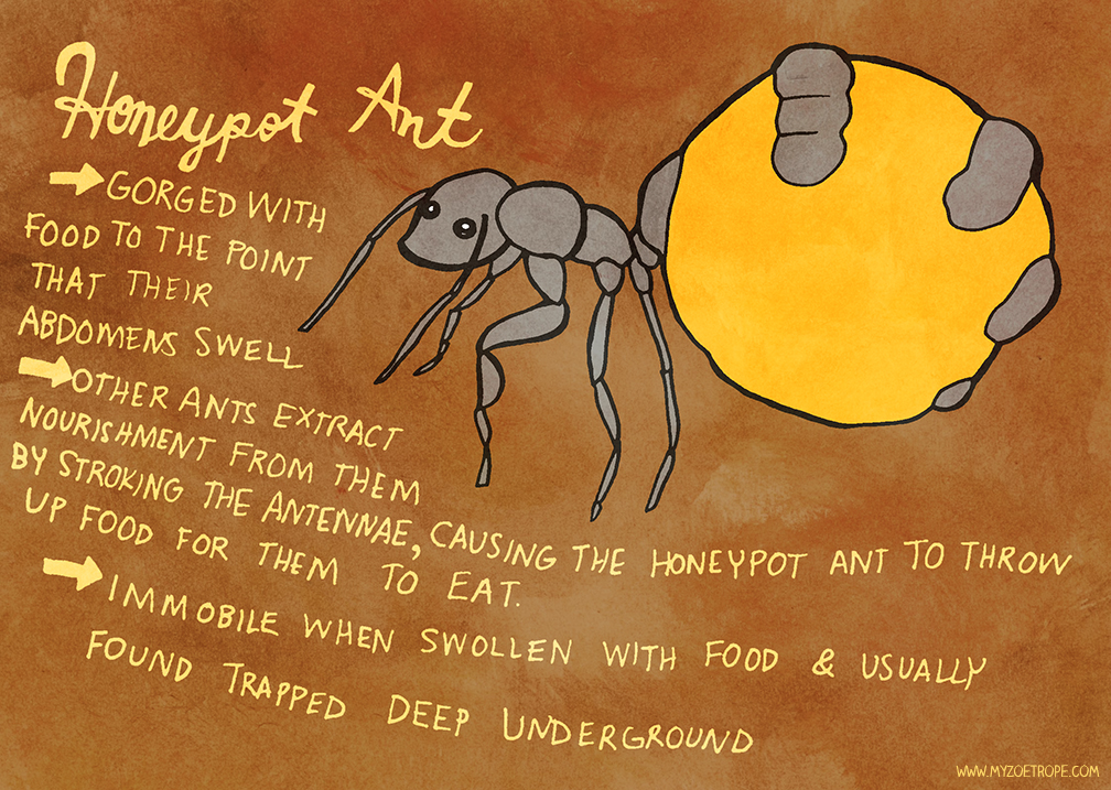 educational honeypot ant by Michelle