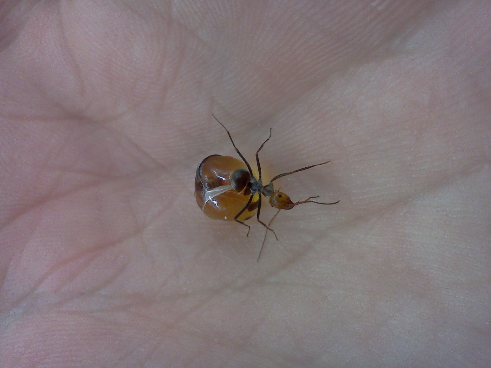 Myrmecocystus replete in my hand